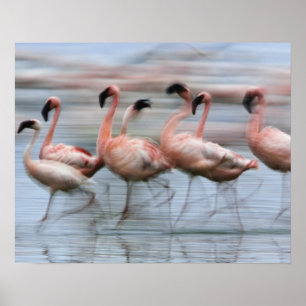 Poster Lesser Flamingos em movimento, Phoenicopterus
