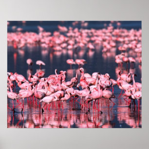 Pôster Lesser Flamingos (Phoeniconaias minor), Africa,