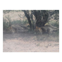 Pôster Let Sleepy Lions Lie