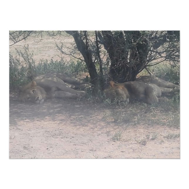 Pôster Let Sleepy Lions Lie (Frente)