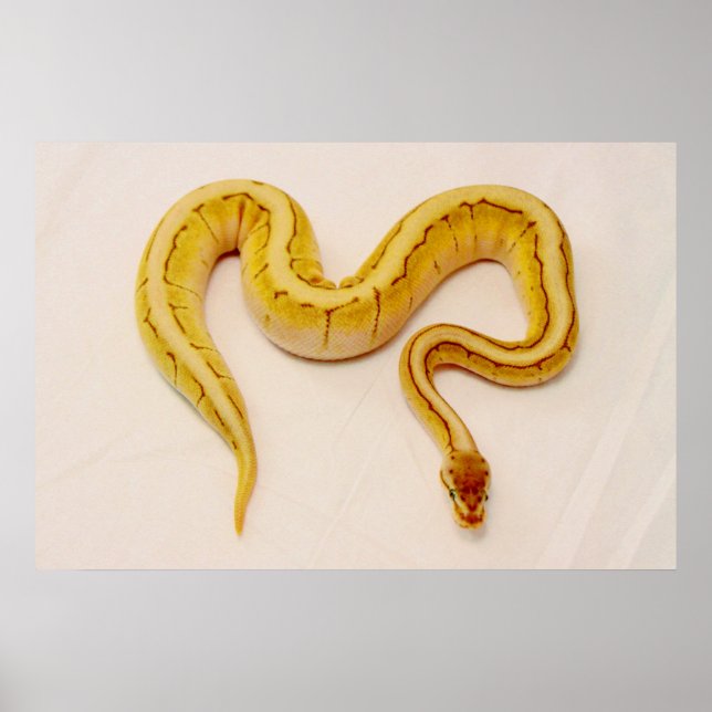 Pôster Letra "S" Yellow Ball Python (Frente)