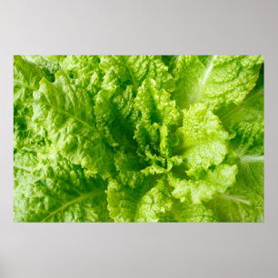 Pôster Lettuce