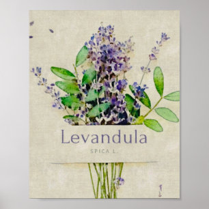 Poster Levandula spica l.