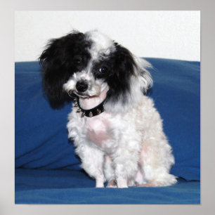 Poster Levantamento da caniche de Parti do brinquedo