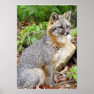 Poster Levantamento do Fox cinzento