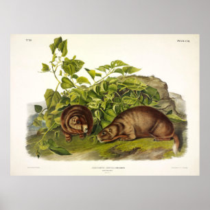 Poster Lewis' Marmot, Marmot de barriga amarela por Audub