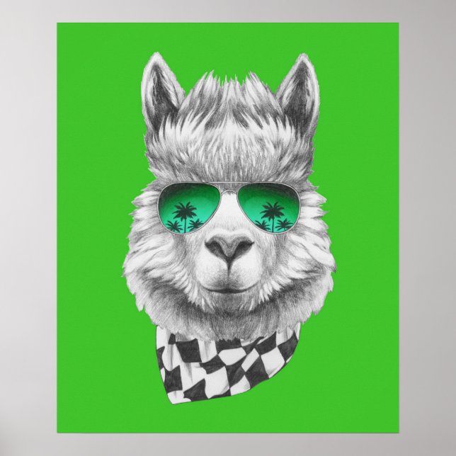 Poster Lhama da Califórnia (Frente)