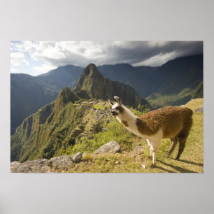 Poster Lhamas e uma vista de Machu Picchu,