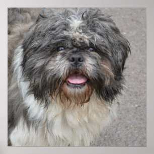 Pôster Lhasa Apso