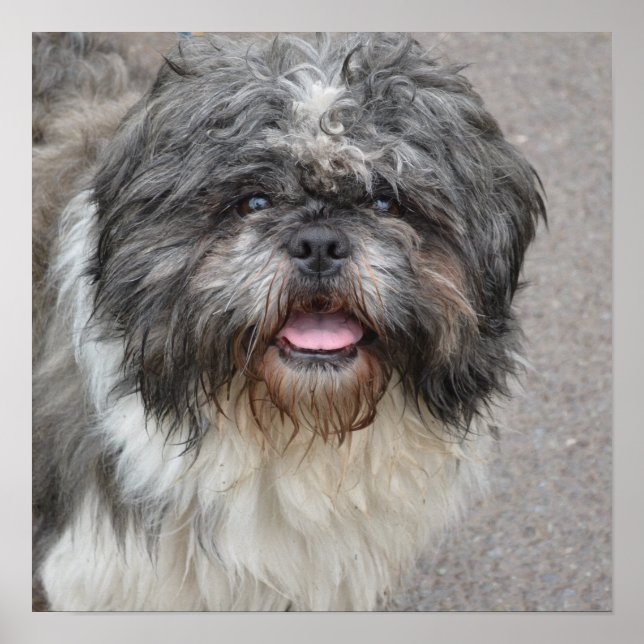 Pôster Lhasa Apso (Frente)