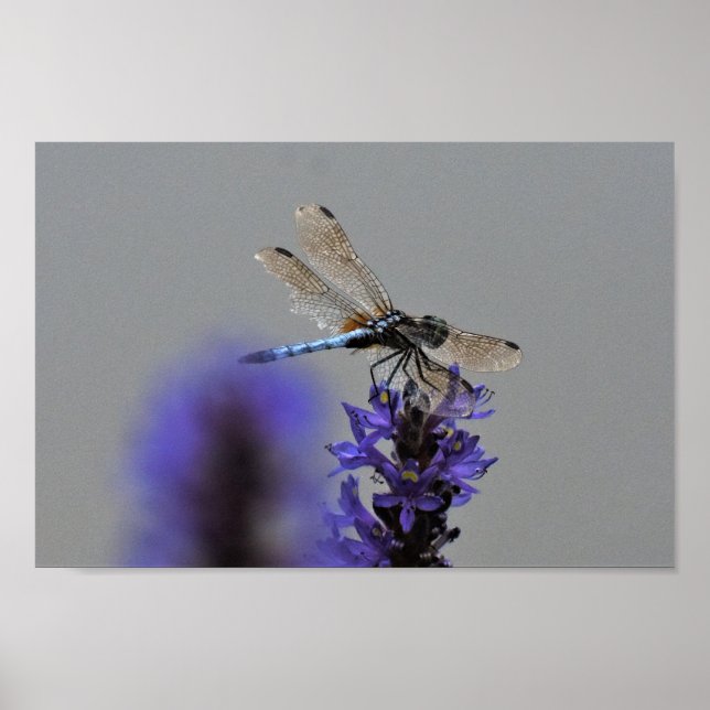 Poster Libélula (Frente)