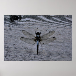 Poster Libélula azul