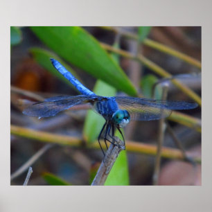 Poster - libélula azul