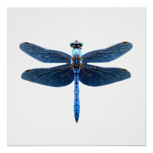 Pôster Libélula Azul - Entusiasta de Insetos Animais da V