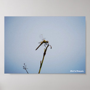 Poster Libélula com Bengala
