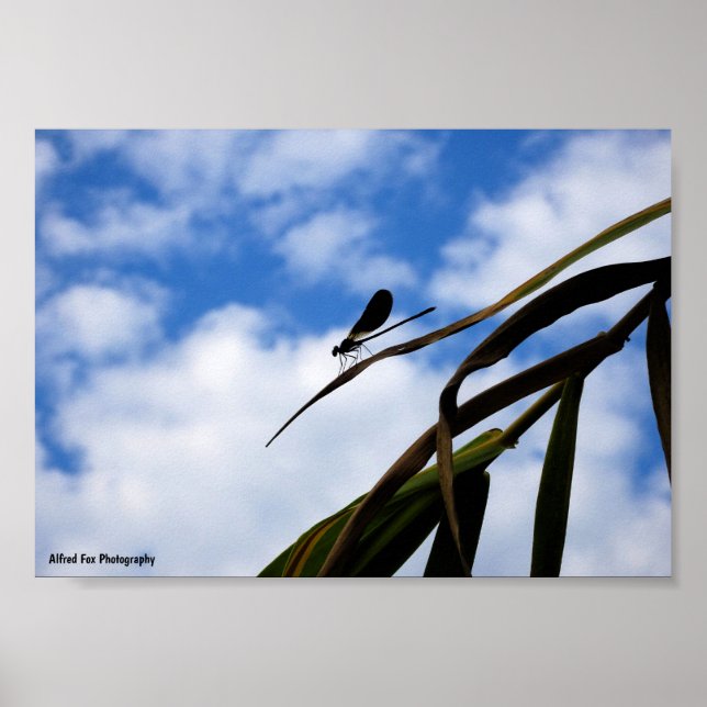 Poster Libélula no Céu Azul (Frente)