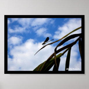 Poster Libélula no Céu Azul