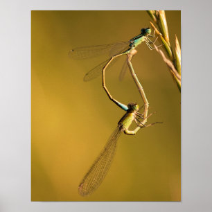 Poster Libélulas Acasalam no Macro da Natureza Luz Dourad