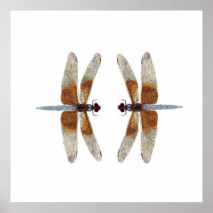 Pôster Libélulas do Skimmer da viúva da Cara-Fora 2