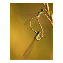 Libélulas Douradas Fotografia Macro Original
