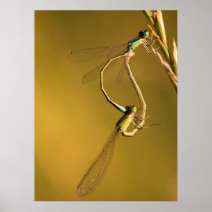 Poster Libélulas Douradas Fotografia Macro Original