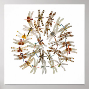 Pôster Libélulas sincronizadas