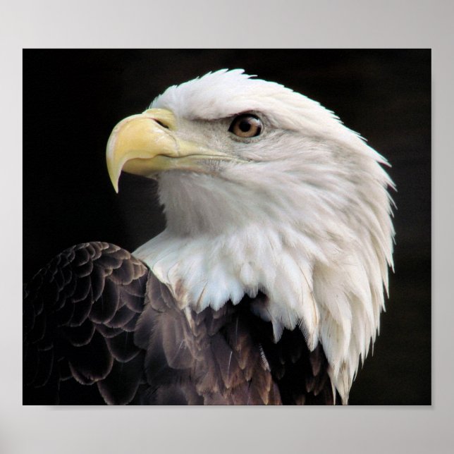 Pôster Liberdade (Frente)