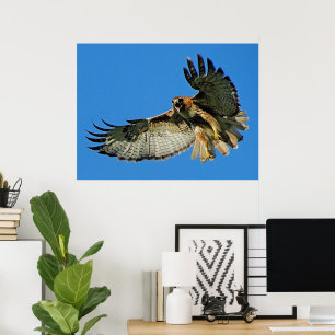 Poster Liberdade do Céu Falcão de Cabeça Vermelha