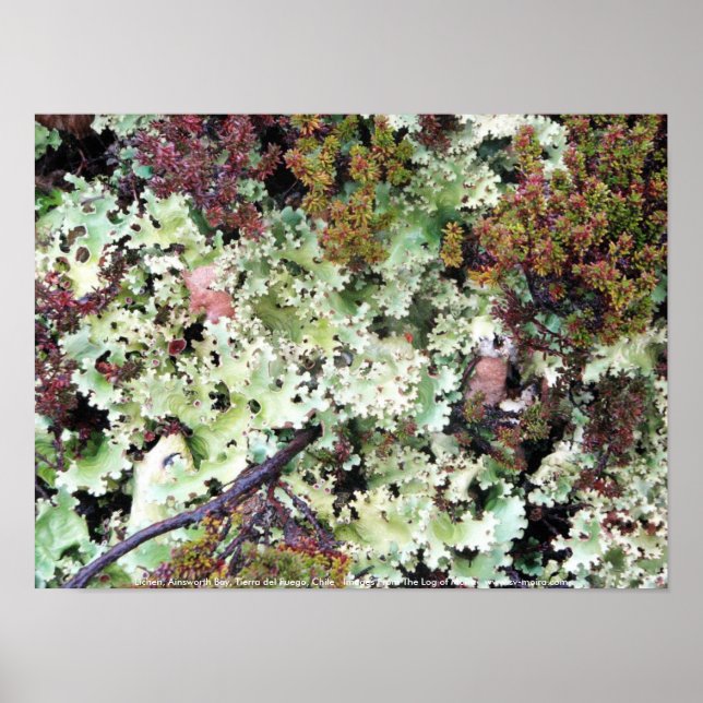 Poster Lichen, Ainsworth Bay, Tierra del Fuego, Chile (Frente)
