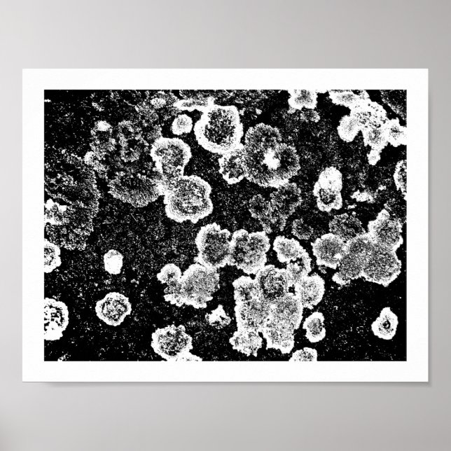 Poster Lichens (Frente)