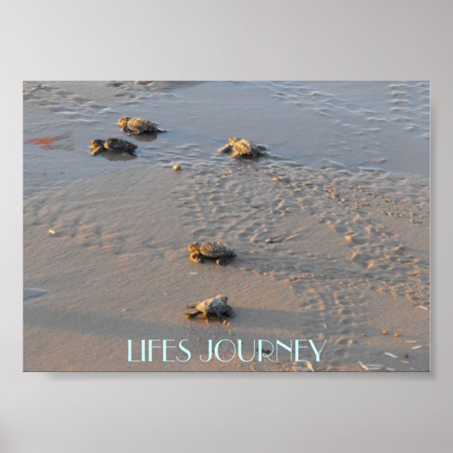 Poster lifes  journey sea turtles (Frente)