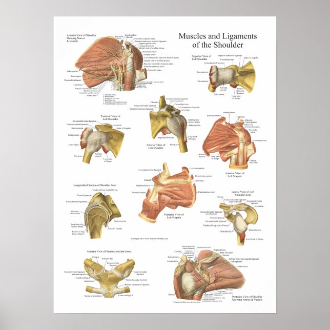 Pôster Ligações musculares do gráfico de anatomia do ombr (Frente)