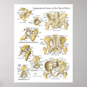 Pôster Ligamentos ancas e ossos da anatomia da pelve