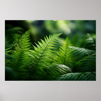 Poster Light and Ferns