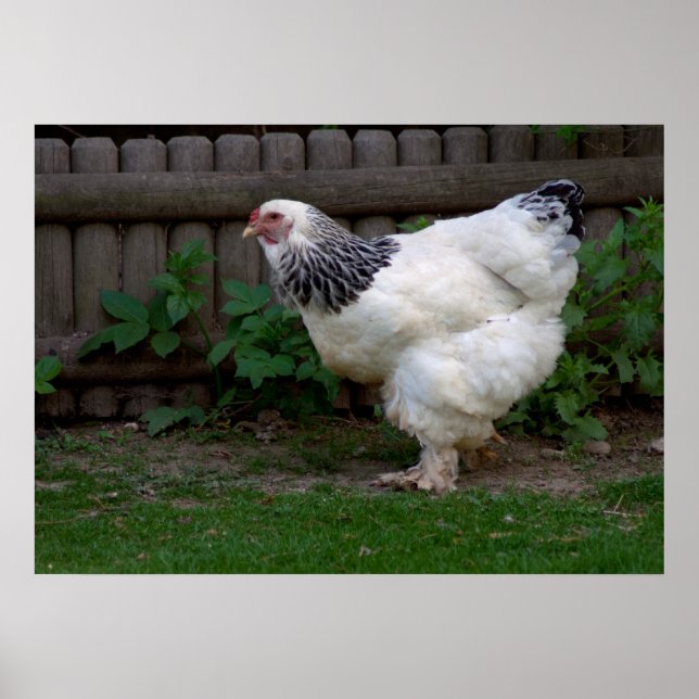 Poster Light Brahma Hen (Frente)