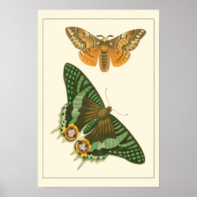 Pôster Lightly Bordered Butterfly Painting (Frente)