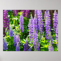 Lila violett rosa rosa Lupinen Blumen polyphyllus