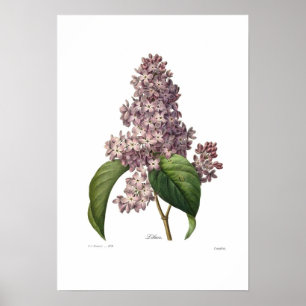Pôster Lilac