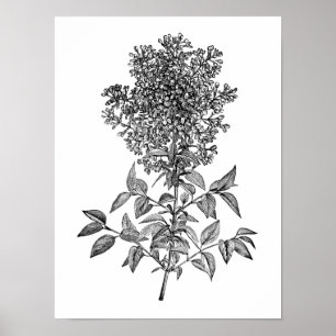 Pôster Lilac