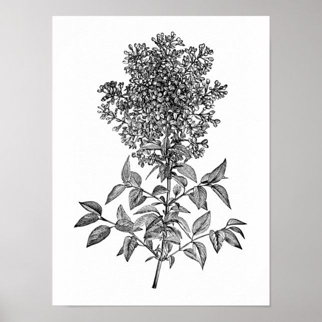 Pôster Lilac (Frente)