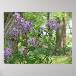 Pôster Lilac Beauty