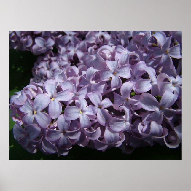 Poster Lilac Blooms Grandes (Frente)