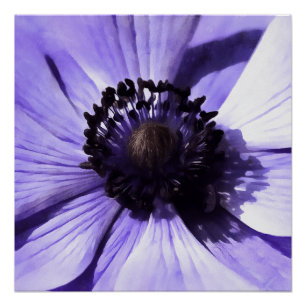 Pôster Lilac Blue Anemone Artista Flor
