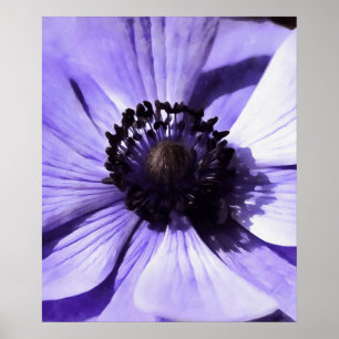 Poster Lilac Blue Anemone Artista Flor