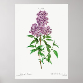 Poster Lilac Botânico