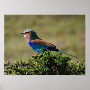 Poster Lilac Brested Roller Bird