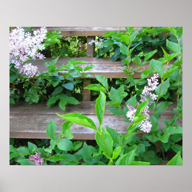 Poster Lilac Bush, Flores Crescendo através de Velhos Deg (Frente)