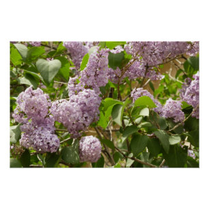 Pôster Lilac Bush Lindas Flores de primavera Roxas