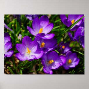 Pôster Lilac Crocuses