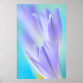 Pôster Lilac Flares